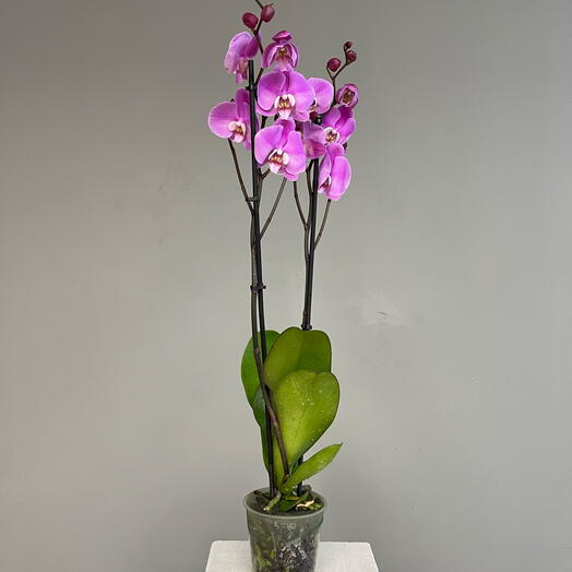 FUCSIA ORCHID эффектная высокая орхидея 80 см с 2-мя стеблями соцветиями