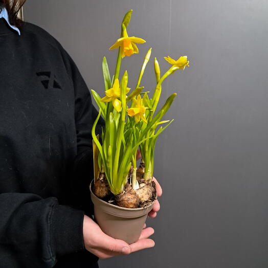 Нарциссы солнечные в луковицах