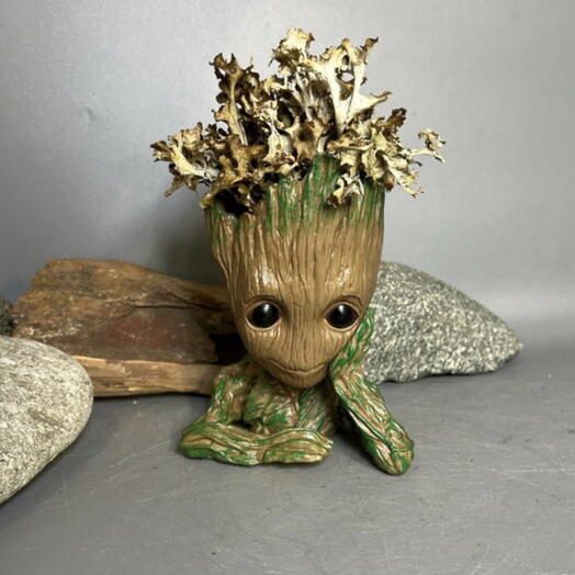 Кашпо Грут с цетрарией (не требует ухода) в подарок