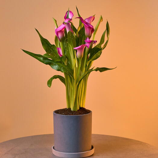 Calla in a pot