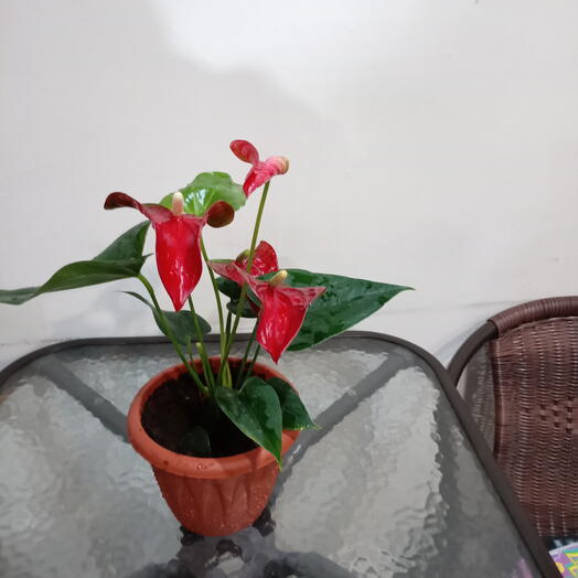 Комнатное растение антуриум  35 см