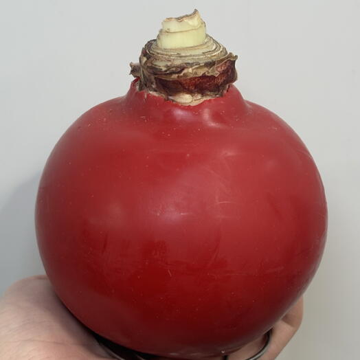 Амариллис красный в подарочной упаковке на 8 марта , луковица амариллиса в воске, очень милый сюрприз, расцветает без полива 🌺