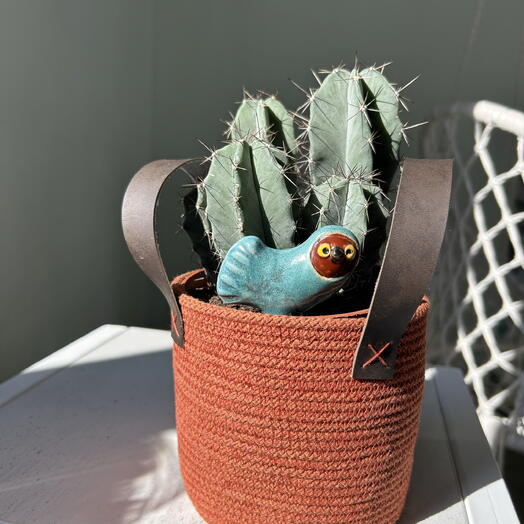 Кактус cacti 5