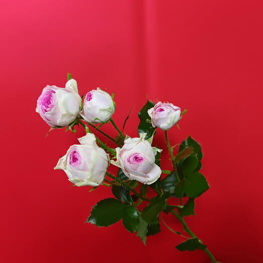 Spray Rose