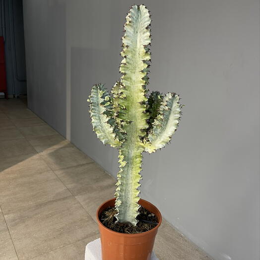 EUPHORBIA INGENS VAR D19 H75 эуфорбиа кактус гигантский вариегатный
