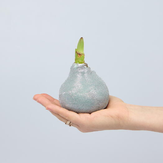 Луковица амариллиса в воске с блестками серебро