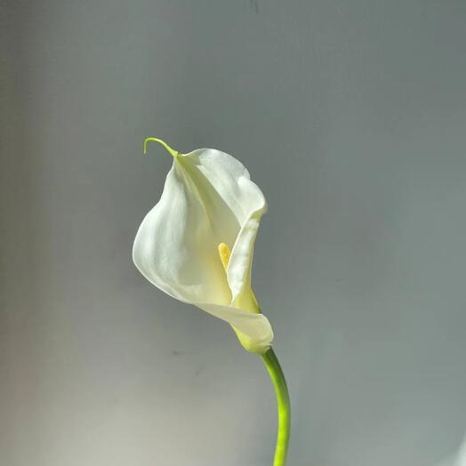 Калла белая
