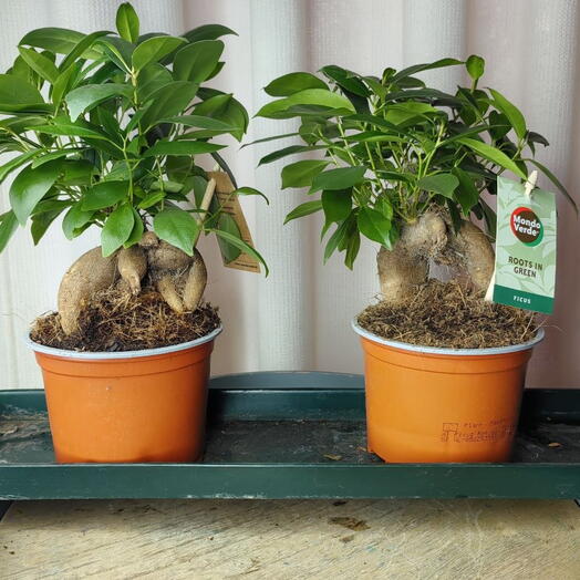 Bonsai Tree in Hatezhino  Flowwow  Buy bonsai Hatezhino with delivery to  Flowwow