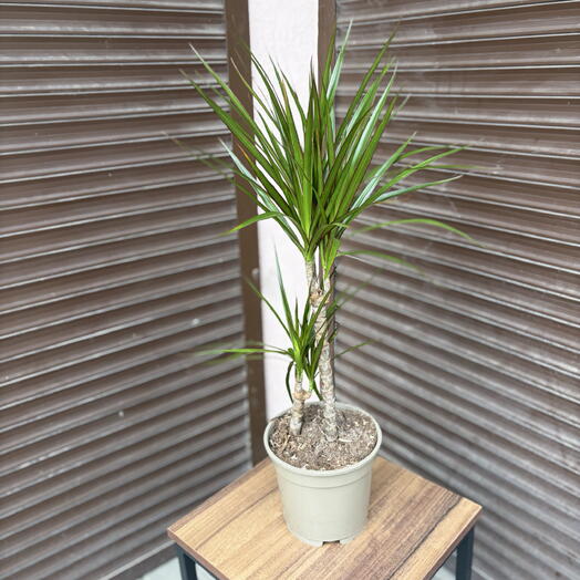 Драцена Маргината (Dracaena marginata)