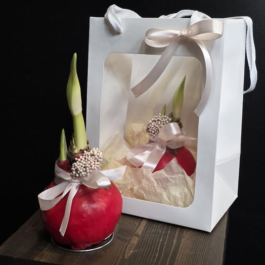 Луковица Амариллиса в воске, подарочное оформление в пакете с окошком🌸