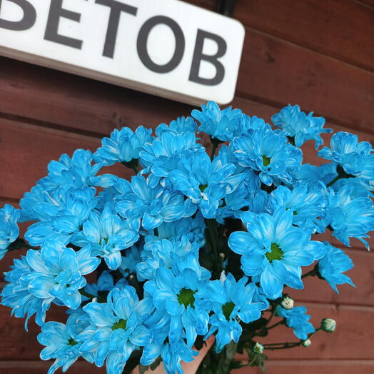 Ярко  голубые ромашки 🔷