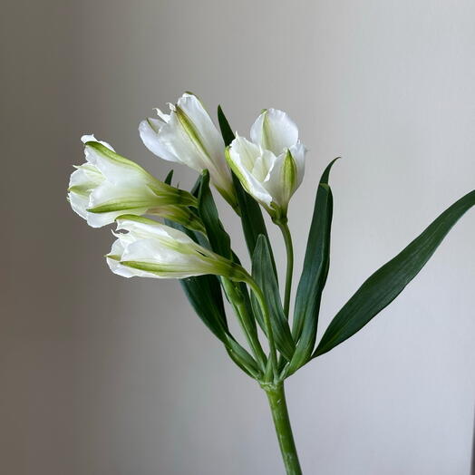 Альстромерия белая