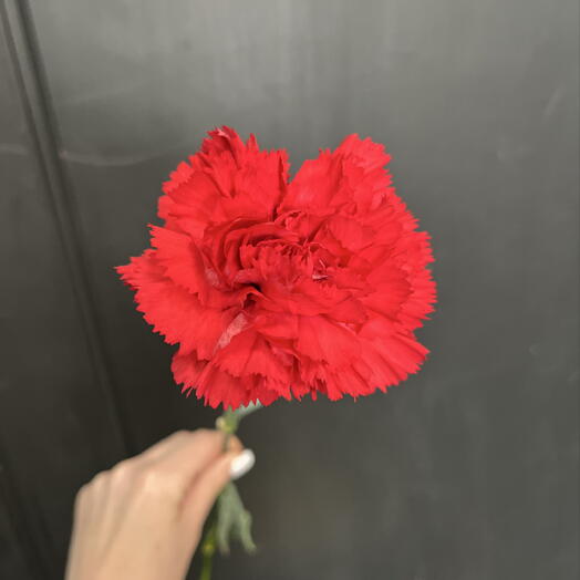 Гвоздика красная