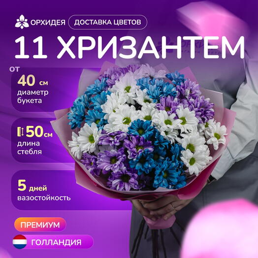 11 хризантем микс краш