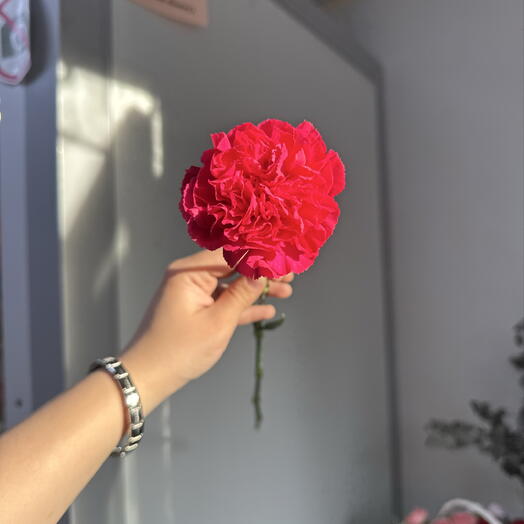 Одноголовая гвоздика
