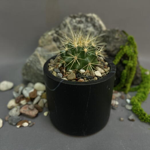 Эхинокактус Грузони / Echinocactus grusonii