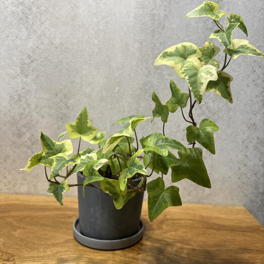 Хедера (лат. Hedera) в подарочном оформлении 🌿Больше известная как плющ