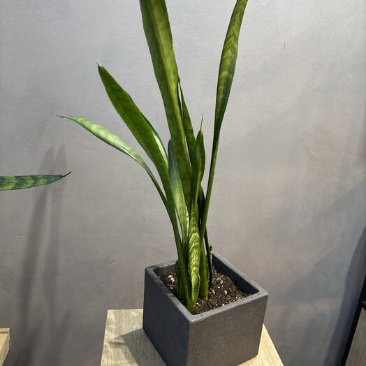Sansevieria Laurenti