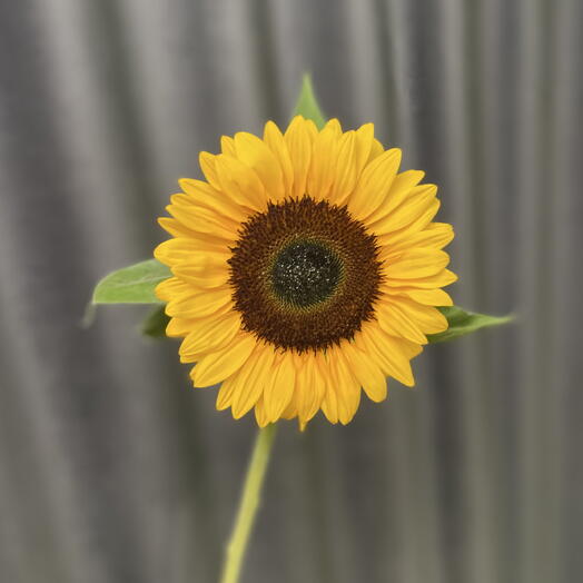 Подсолнух 🌻