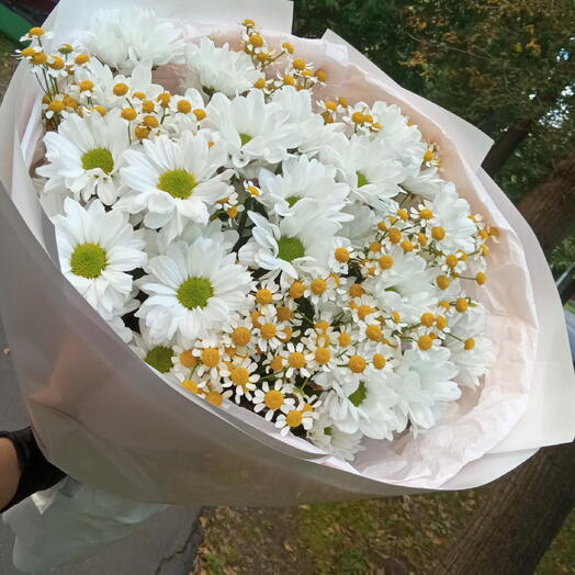 Хризантемы 2🌼
