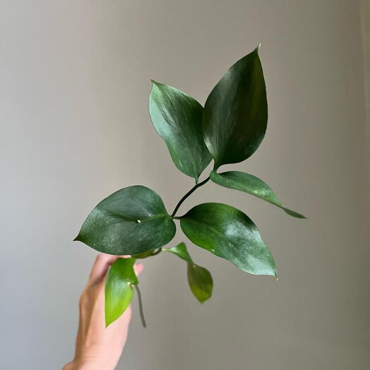 🌿Рускус зелень. Добавка к вашему букету🌿