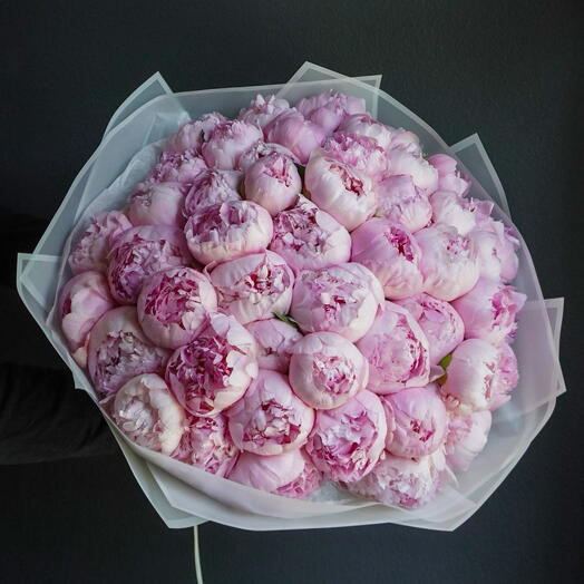 51 Dutch Peony