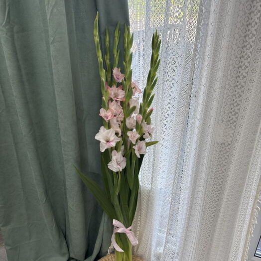 Шикарные гладиолусы