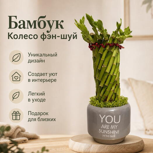 Бамбук «Спираль удачи»