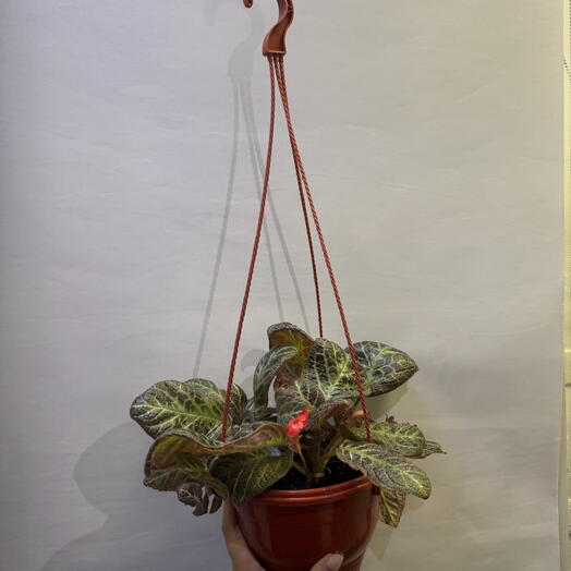 Эписция оранжевый (Episcia) — ампельное растение