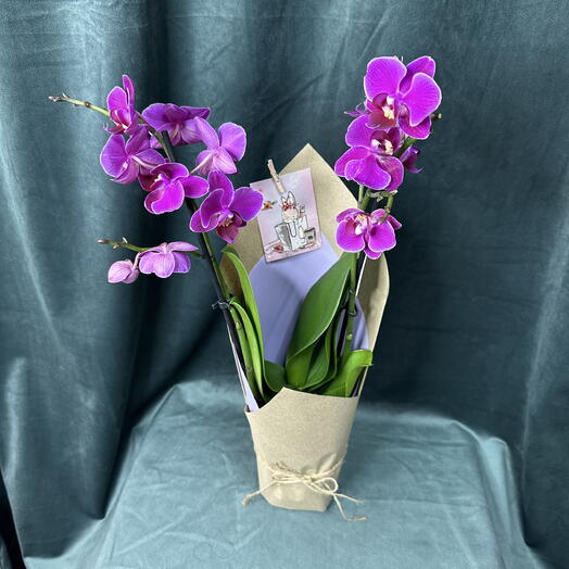Фаленопсис Мини в ассортименте🌸