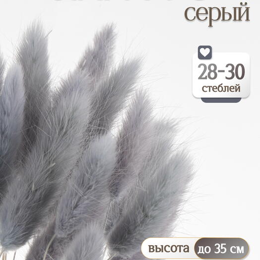 Лагурус серый 30 шт. Высший сорт. Высота 25-35 см М482
