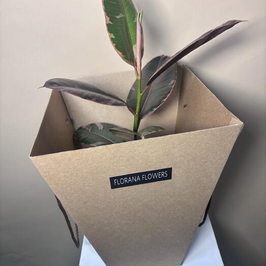 Фикус Эластика Белиз (Ficus elastica Belize) комнатное растение