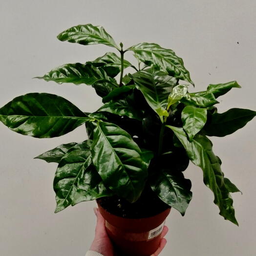 Кофе Арабика (комнатное растение) 🌿