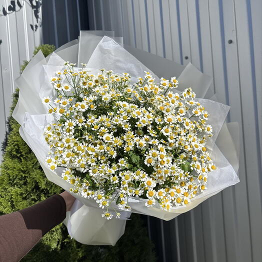 Матрикария 🌼🤍