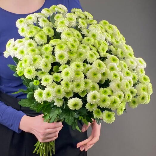 Пачка хризантемы сантини, 25 шт