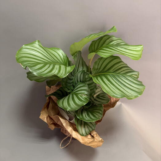 Калатея orbifolia D12