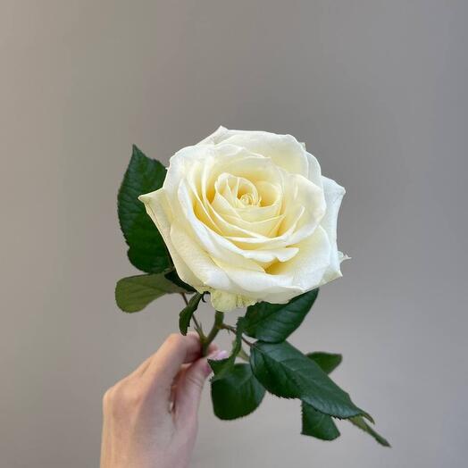 White Rose
