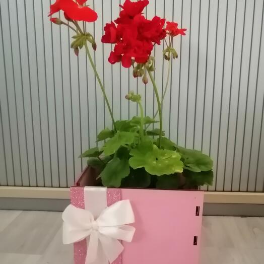 Mezcla de geranio pelargonio en Caja rosa