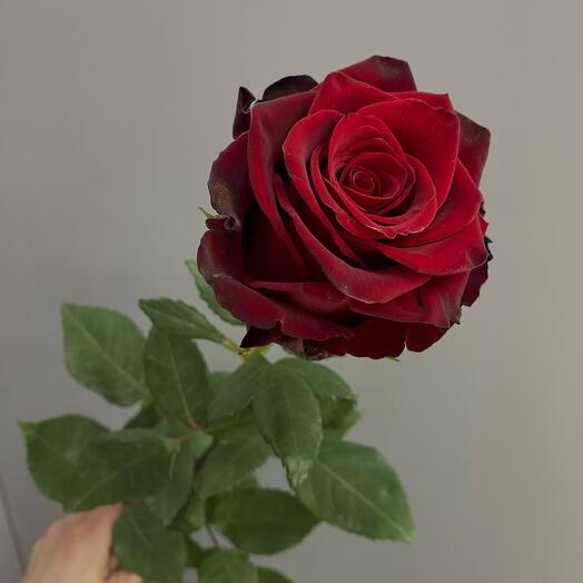 Rosa EXPLOTADOR - 70 cm