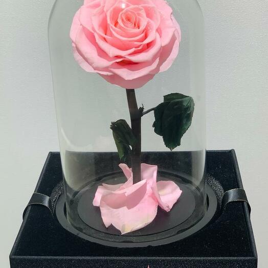 Pink preserved rose