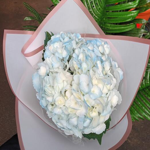 Hydrangea