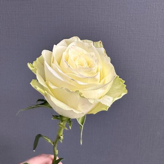 Rosa Kenia 40cm