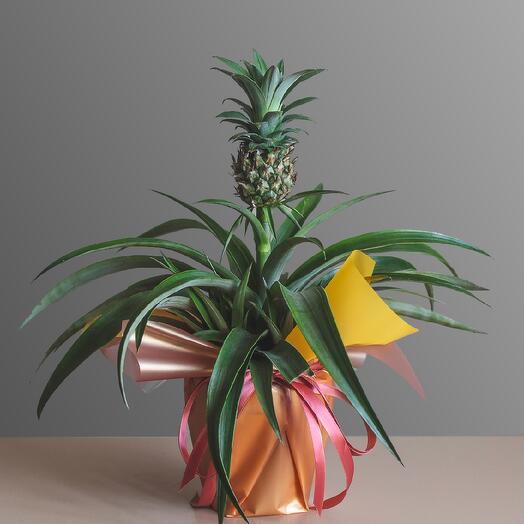 Ананас в подарочной упаковке