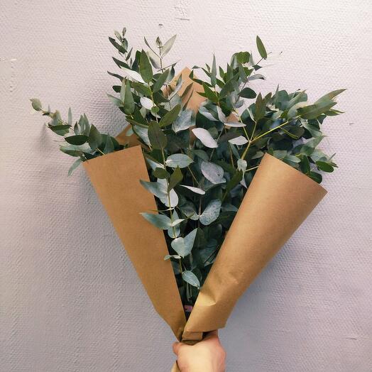 Fragrant eucalyptus