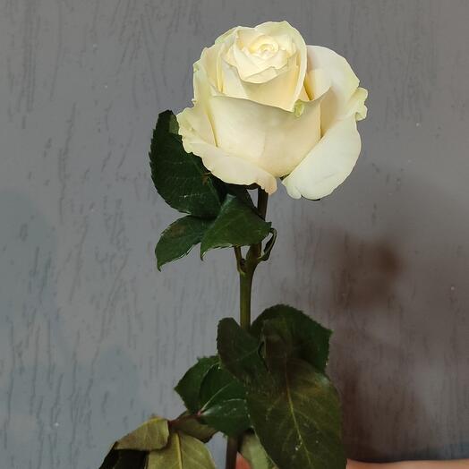 Роза белая. 60 см