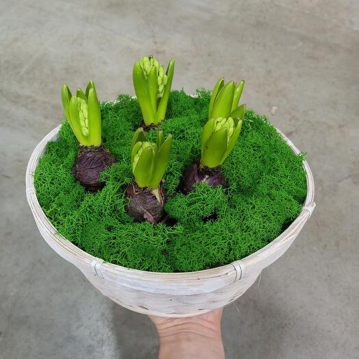 5 гиацинтов в корзине Праздник