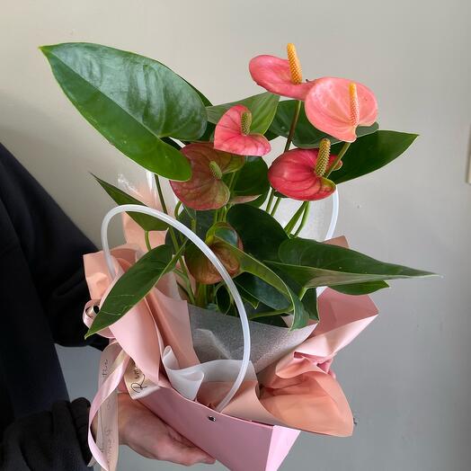 Антуриум «Спирит» большой🌺