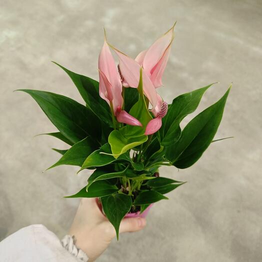 Anthurium Lilly