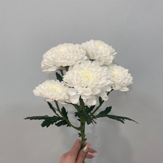 Хризантема кустовая белая под ленту