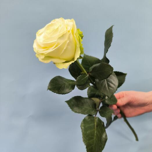 Rosa 80 cm blanco